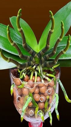 a potted plant with lots of small brown and green plants growing out of it