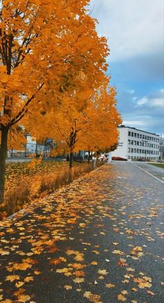 the road is lined with yellow and orange leaves on it's sides, as well as some buildings in the background