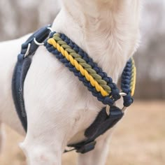 a white dog wearing a blue, yellow and green braided collar on it's neck