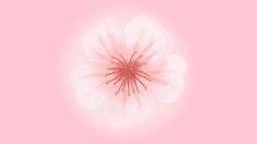 a white flower on a pink background