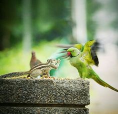 Indian Wildlife, Animals