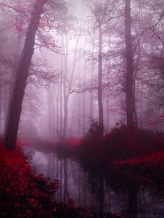 a foggy forest filled with lots of trees and red leaves in the foreground