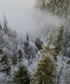 the trees are covered in snow and fog