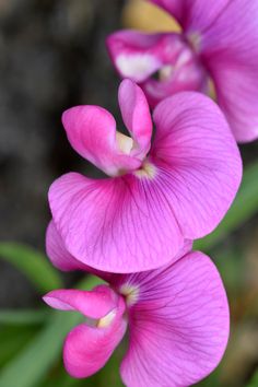 two pink flowers with green leaves in the background