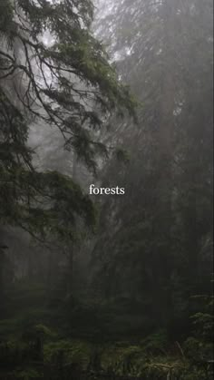 foggy forest with trees and the words forests written in white on it's side