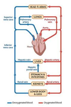 the diagram shows how blood flow from the heart to the lungs and into the body