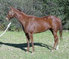 a brown horse standing on top of a grass covered field next to a white frisbee