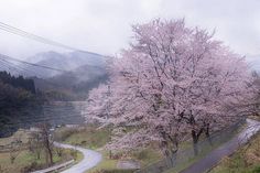 a winding road in the mountains with pink flowers on it