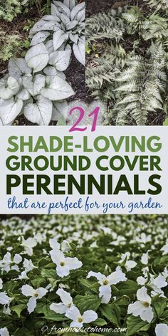 some white flowers and green plants with the words 21 shade loving ground cover perennials that are perfect for your garden