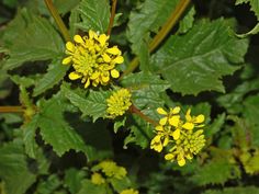 the yellow flowers are blooming on the green leaves