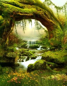 an image of a forest scene with mossy trees and stream in the foreground