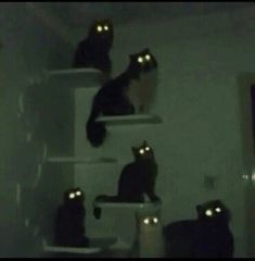 three black cats sitting on top of shelves in a room with green light coming from their eyes