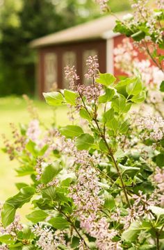 pink flowers and green leaves in front of a red building with a shed behind it