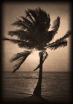 a black and white photo of a palm tree in front of the ocean at sunset