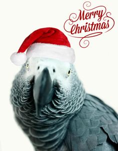 a parrot with a santa hat on its head