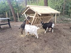 three goats are standing in the dirt near a wooden structure with a roof on it