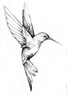 a drawing of a hummingbird flying in the air