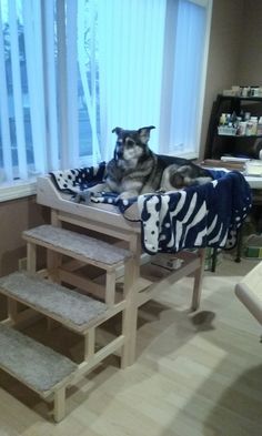 a dog laying on top of a bed in a living room next to a window