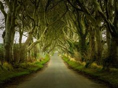 the road is lined with trees and grass