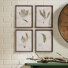 four framed botanical prints on a brick wall above a green table with driftwood branches