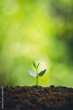 a small green plant sprouts from the ground in front of bright green leaves