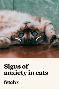 Cat’s are very good at hiding their emotions — but, anxiety is one emotion they express more openly. Some signs include aggression towards people, frequent meowing and changes in activity level (to name a few). Our on-staff vet Dr. Aliya McCullough breaks down cat anxiety and the different treatment options to help your cat feel comfortable. Continue reading to get your best friend the help they need. Information About Cats, Cat Vet, Cat Info