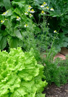 some green plants are growing in the dirt