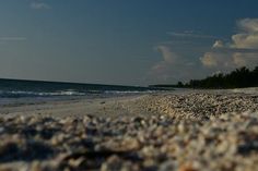 the beach is covered in shells and sand