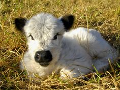 a baby cow is laying in the grass