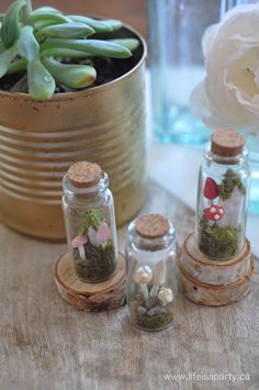 three small glass jars with plants in them on a table next to a potted plant