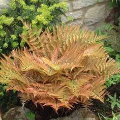 a plant that is growing out of some rocks