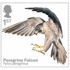 a postage stamp with an image of a falcon on it's back and wings spread