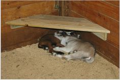 two puppies are curled up under a wooden shelf