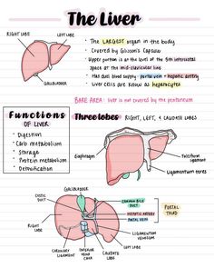 the liver diagram with labels on it and description for each organ in its own body