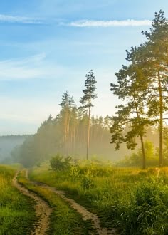 the sun shines brightly through the trees and grass on a dirt road in front of some tall pine trees