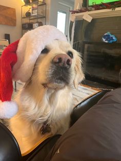 a dog wearing a santa hat sitting on a couch