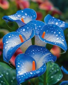 some blue flowers with water drops on them