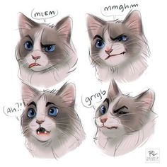 three pictures of cats with different expressions on their faces, one has blue eyes and the other has brown hair