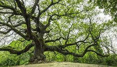 an old tree with no leaves on it in the middle of a grassy area surrounded by trees