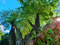 the sun shines through the trees in the forest on a sunny day with blue skies