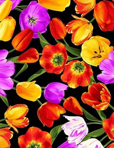 colorful tulips and other flowers on a black background