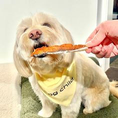 a dog is being fed a piece of pizza