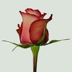 a single pink rose with green stems on a white background