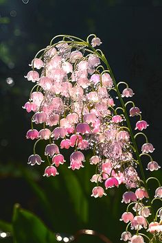 Lilly Valley Flower, Lillie Of The Valley, Lily Of The Valley Wallpaper, Pink Lily Of The Valley, Valley Wallpaper, Wallpaper Aesthetic Desktop