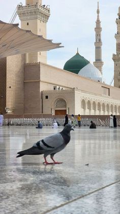 a pigeon standing on the ground in front of a building with many minarets