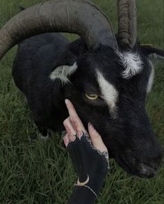 a goat with horns is being petted by a woman's hand in the grass