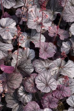 purple and white leaves are growing in the ground