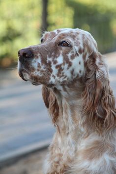 a brown and white dog with spots on it's face looking off into the distance