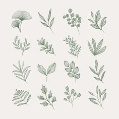 the different types of leaves and flowers are drawn by hand on a white paper with green ink