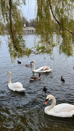 ducks and swans swimming in the water under a tree